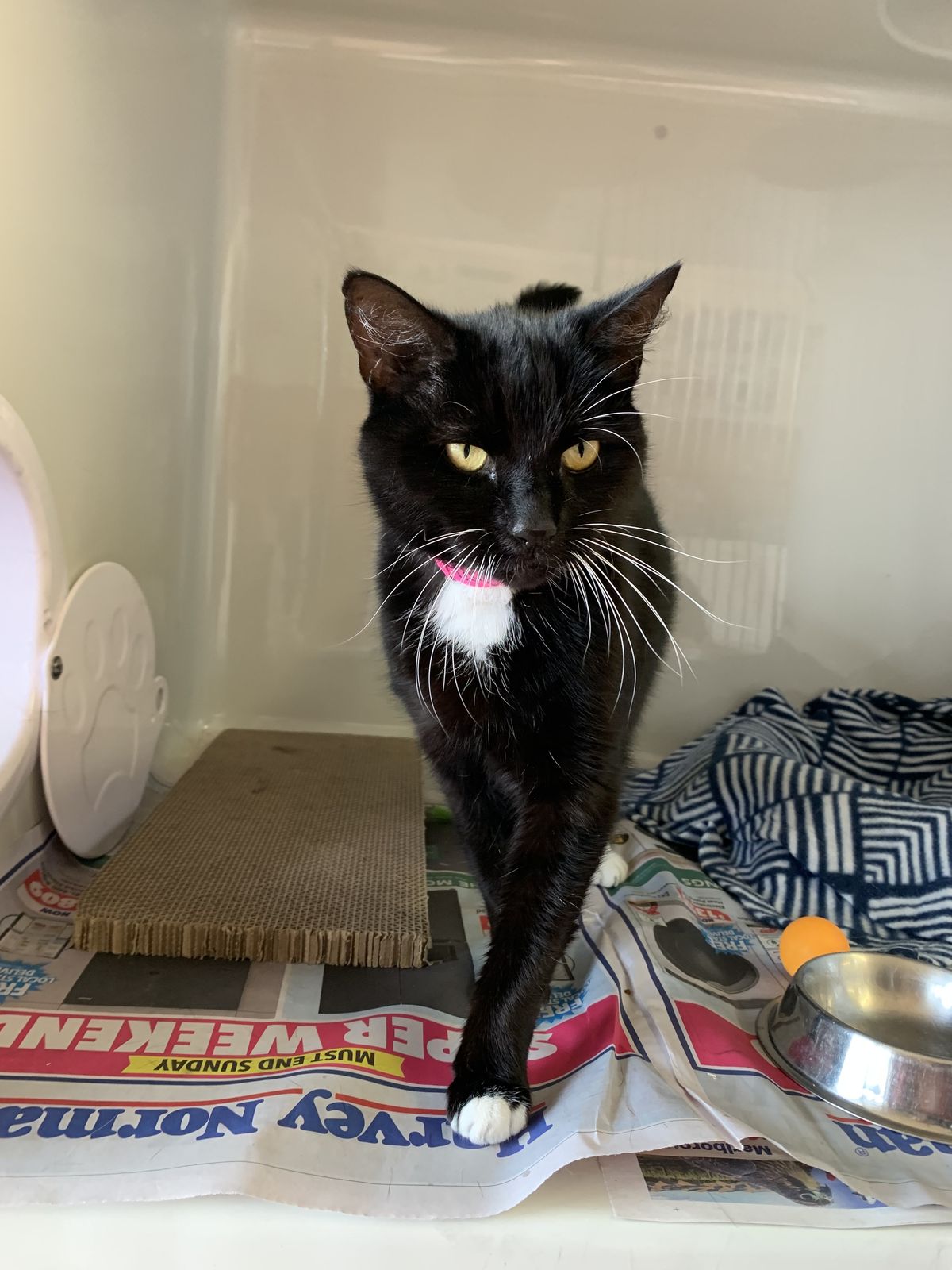 Gallery image: Missy