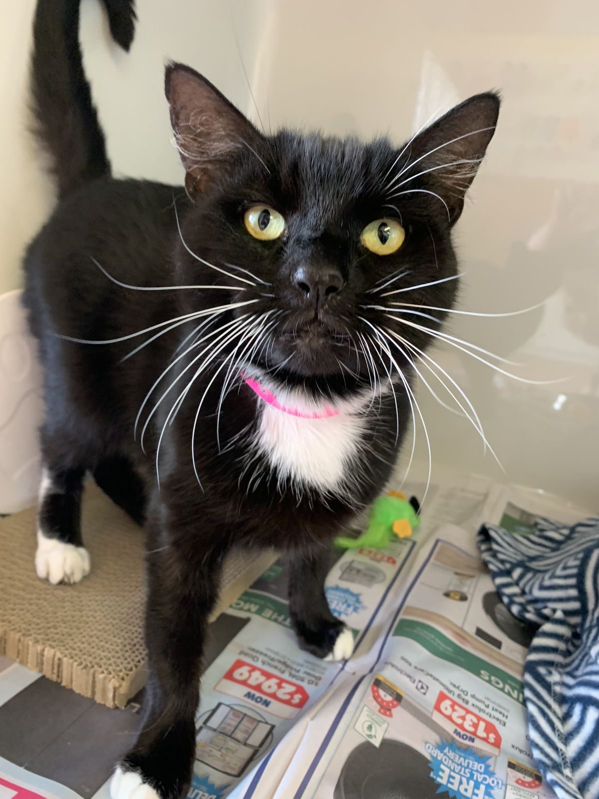 Gallery image: Missy