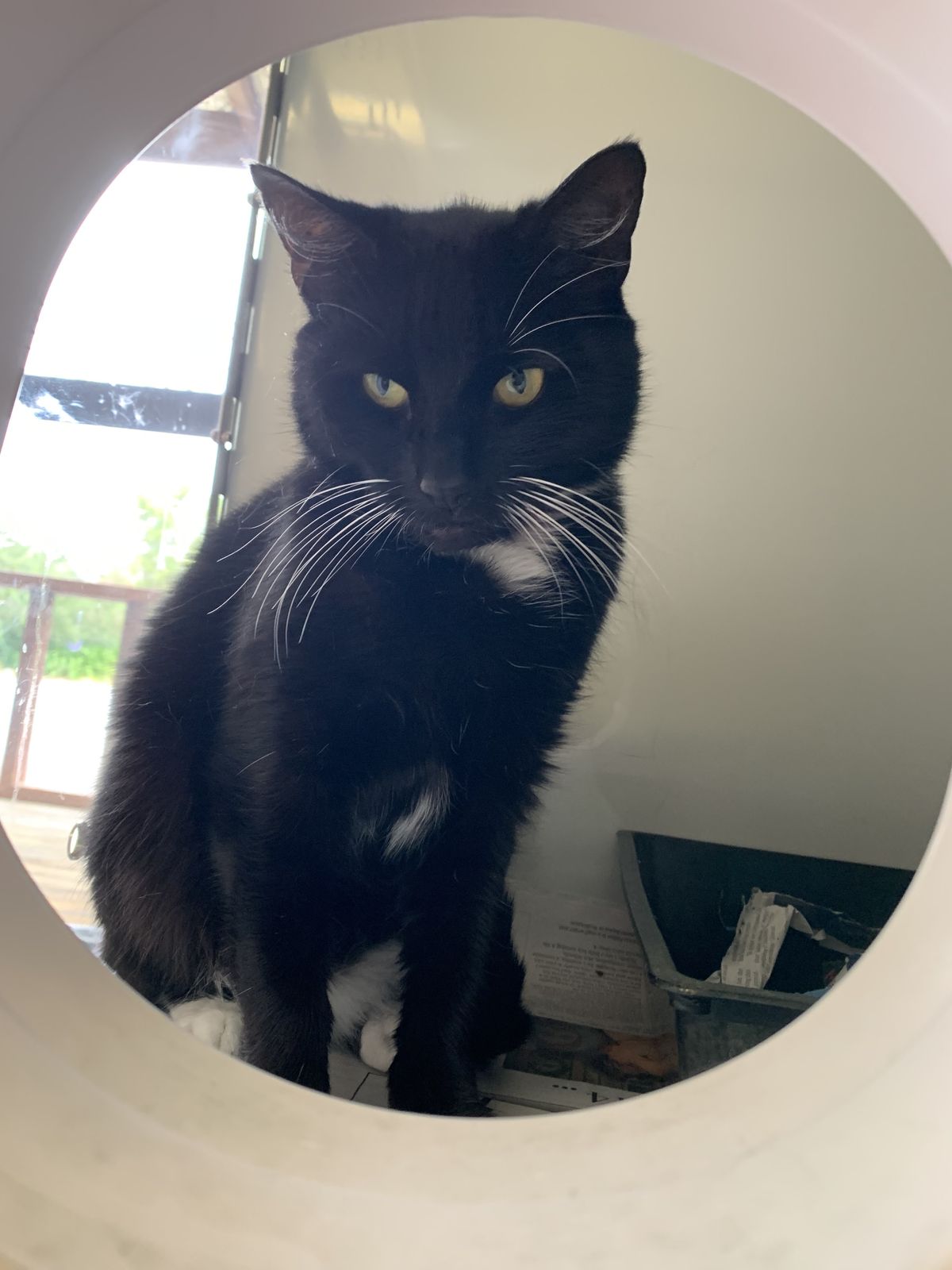 Gallery image: Missy