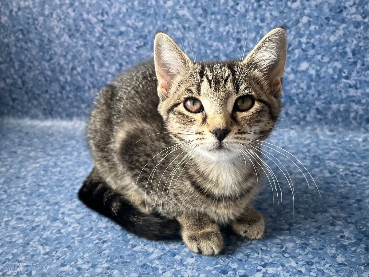 Gallery image: Chipotle