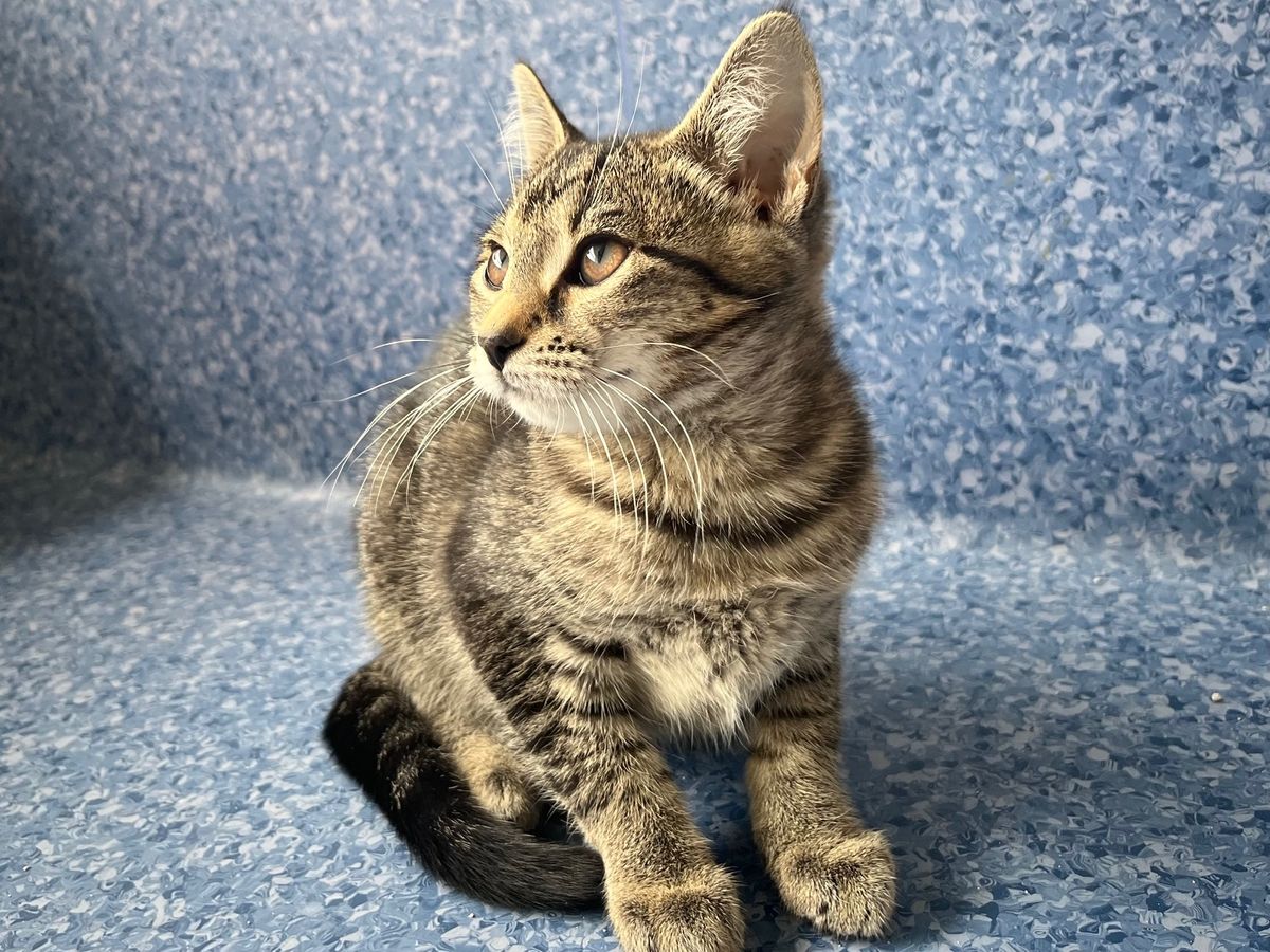 Gallery image: Chipotle