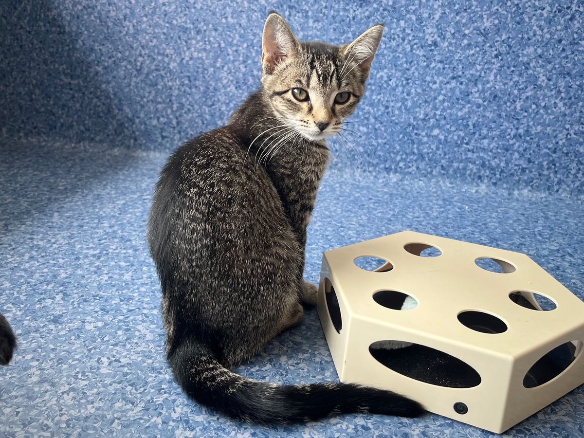 Gallery image: Chipotle