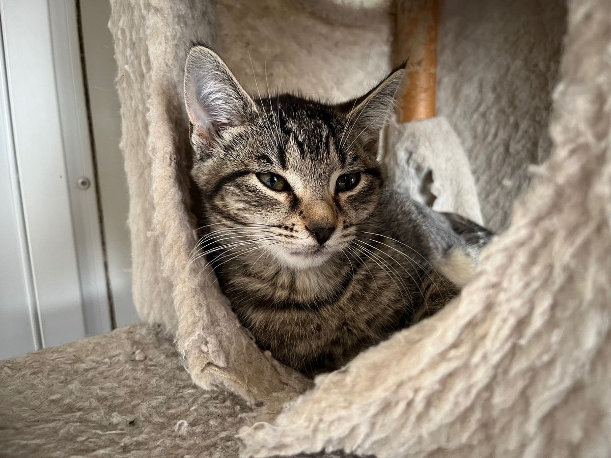 Gallery image: Chipotle