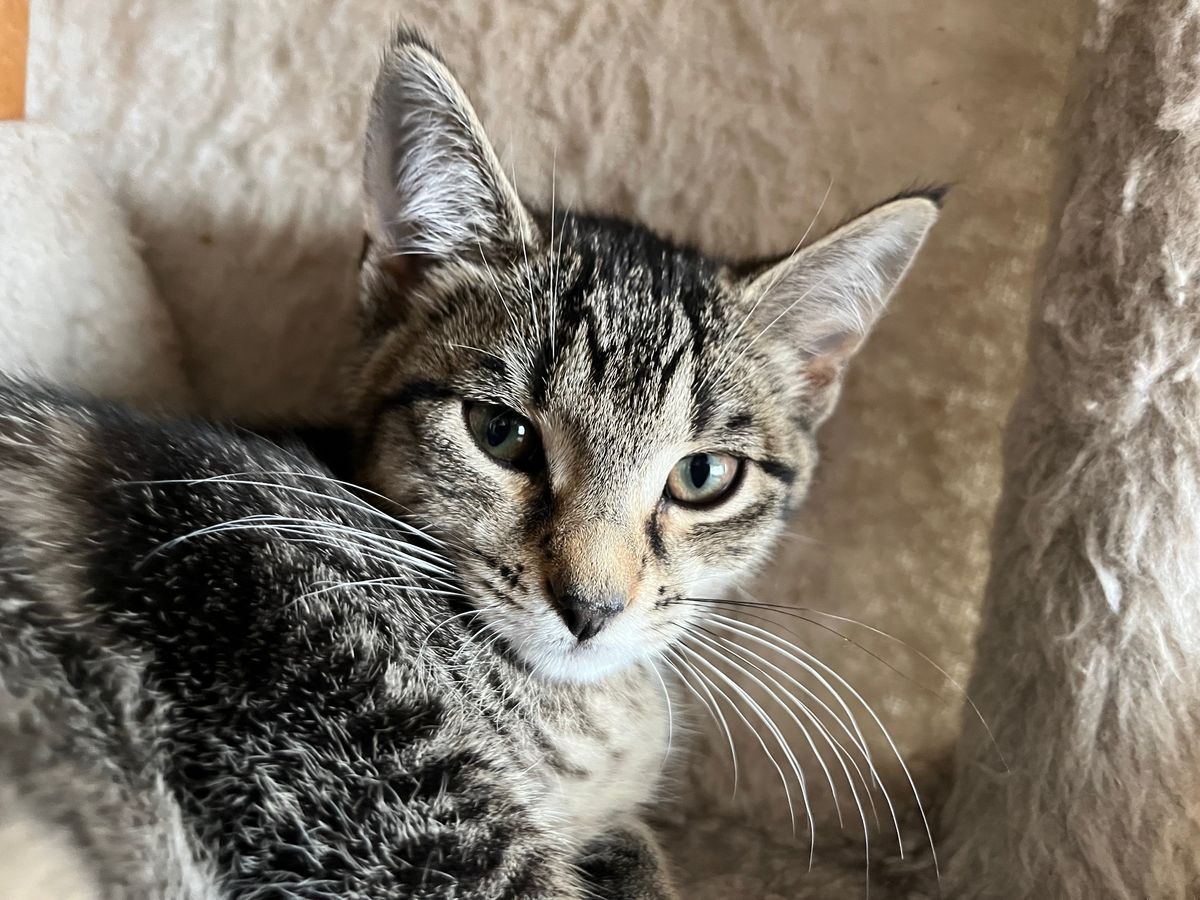 Gallery image: Chipotle