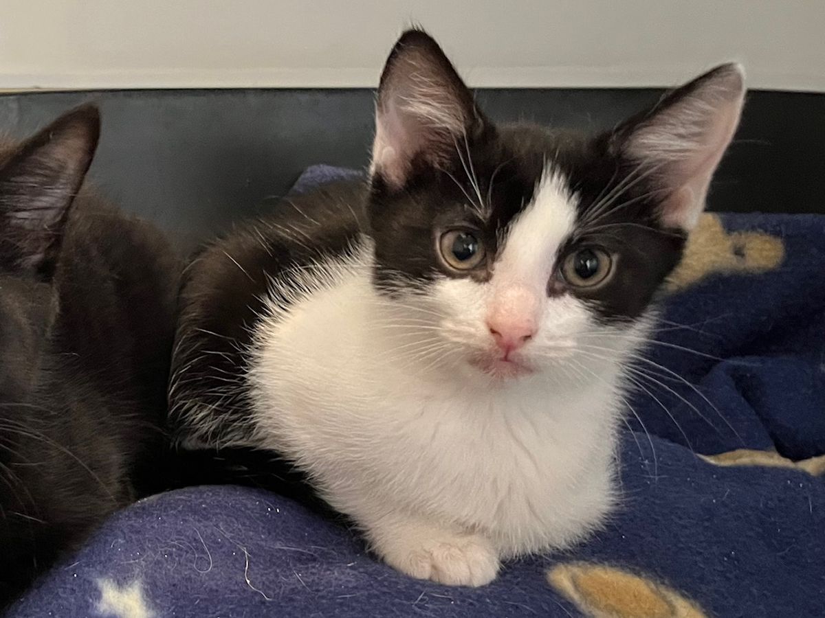 Gallery image: Humbug