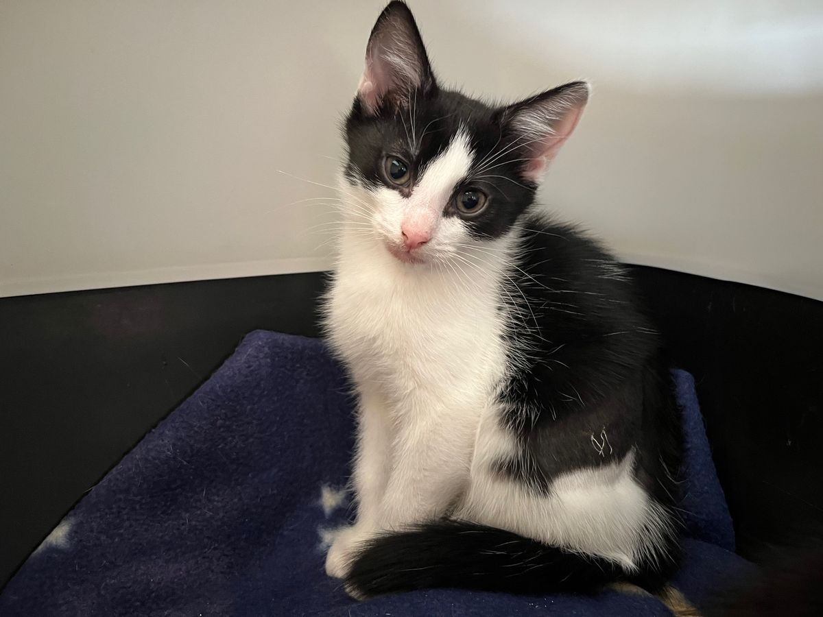 Gallery image: Humbug