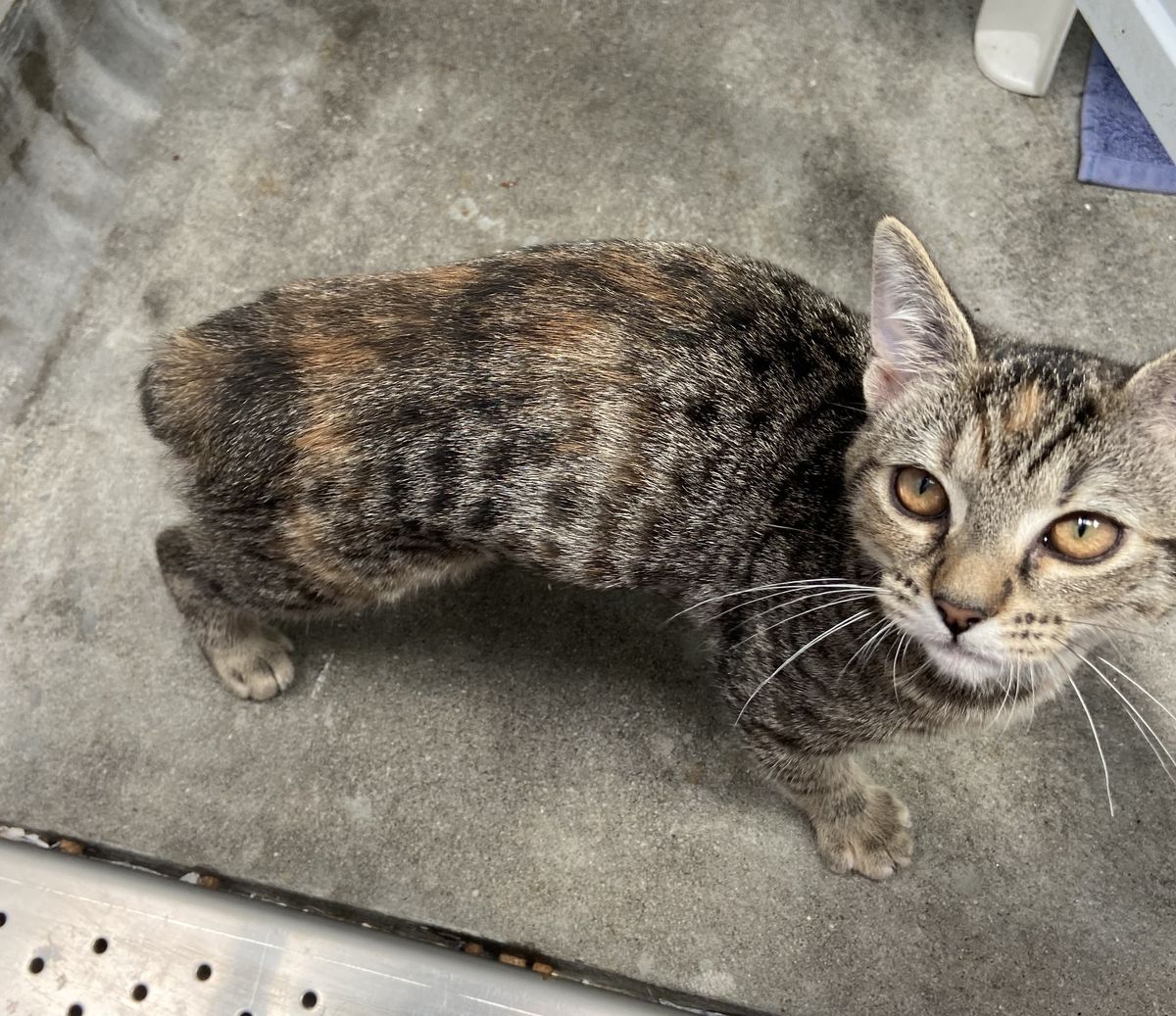 Gallery image: Gamora