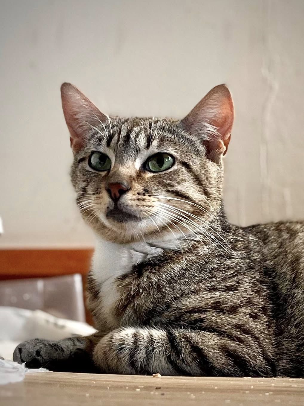 Gallery image: Penny