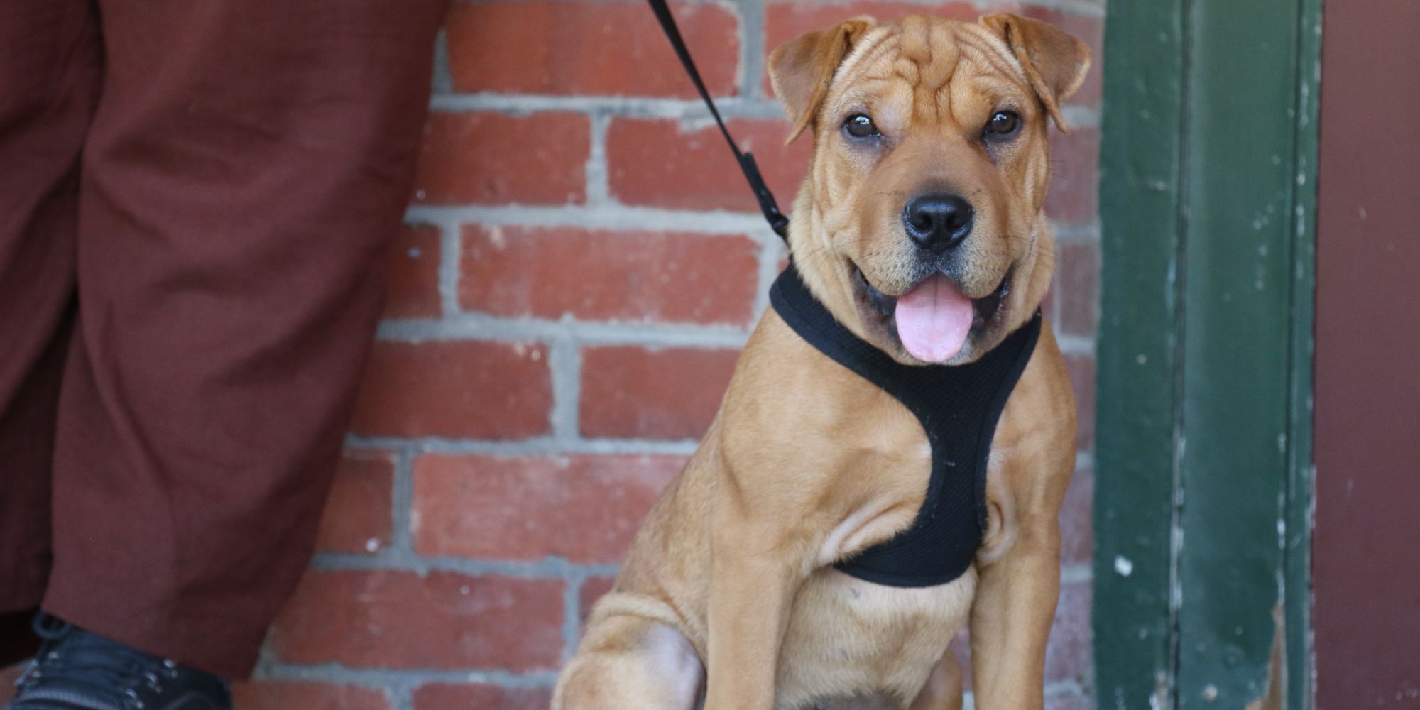 Give them the love they need