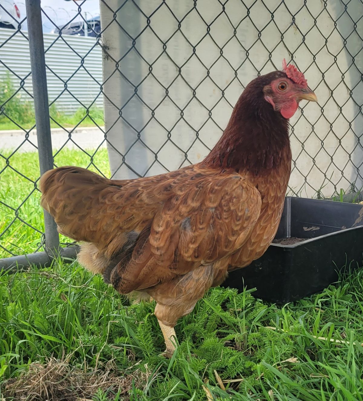 Gallery image: Petal