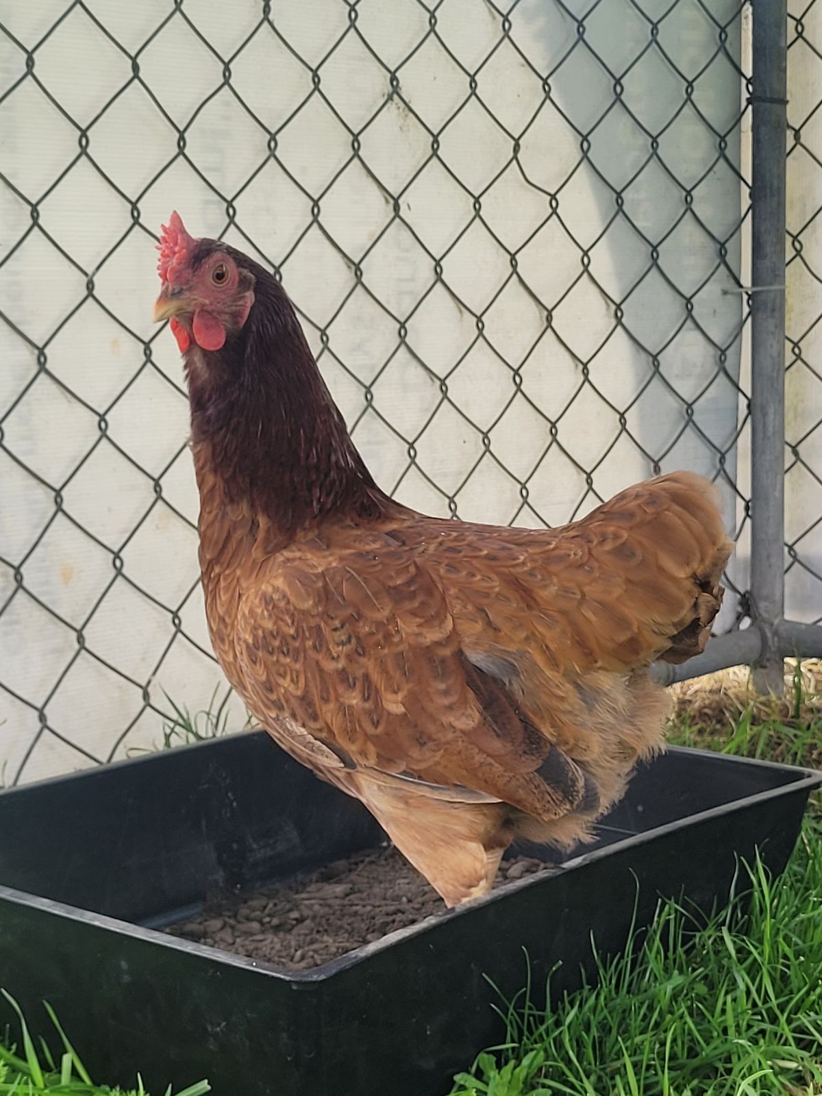 Gallery image: Petal