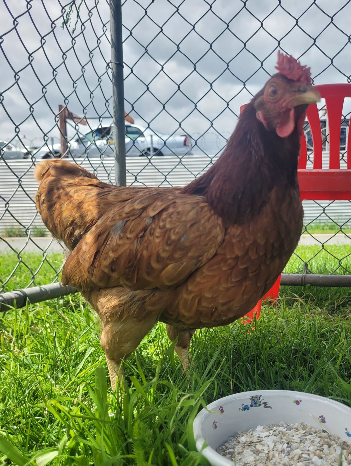 Gallery image: Petal