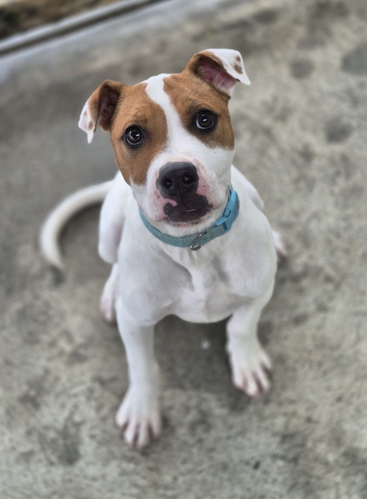 Gallery image: Barley