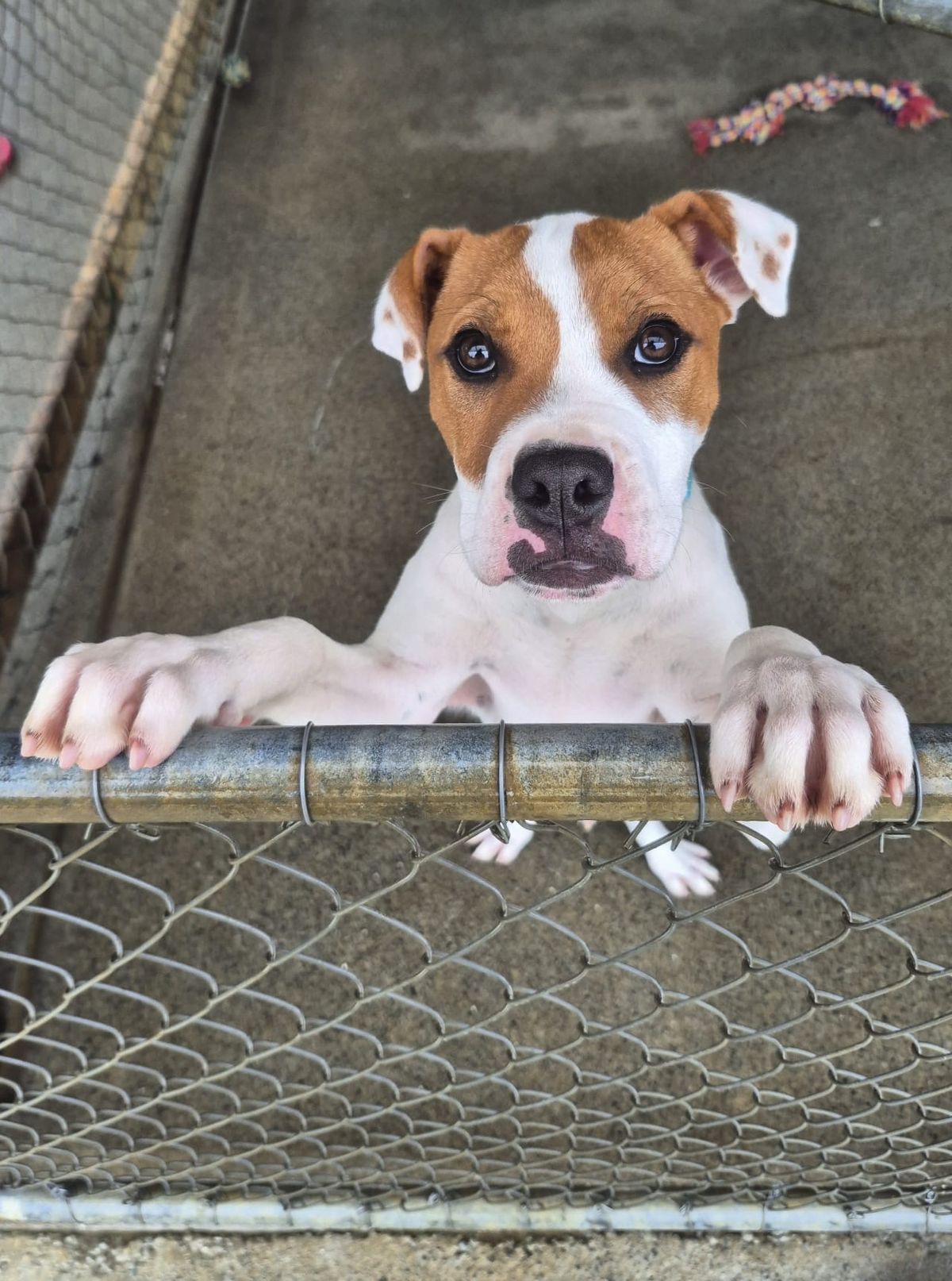 Gallery image: Barley