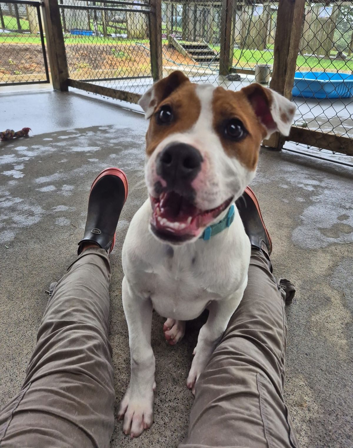 Gallery image: Barley