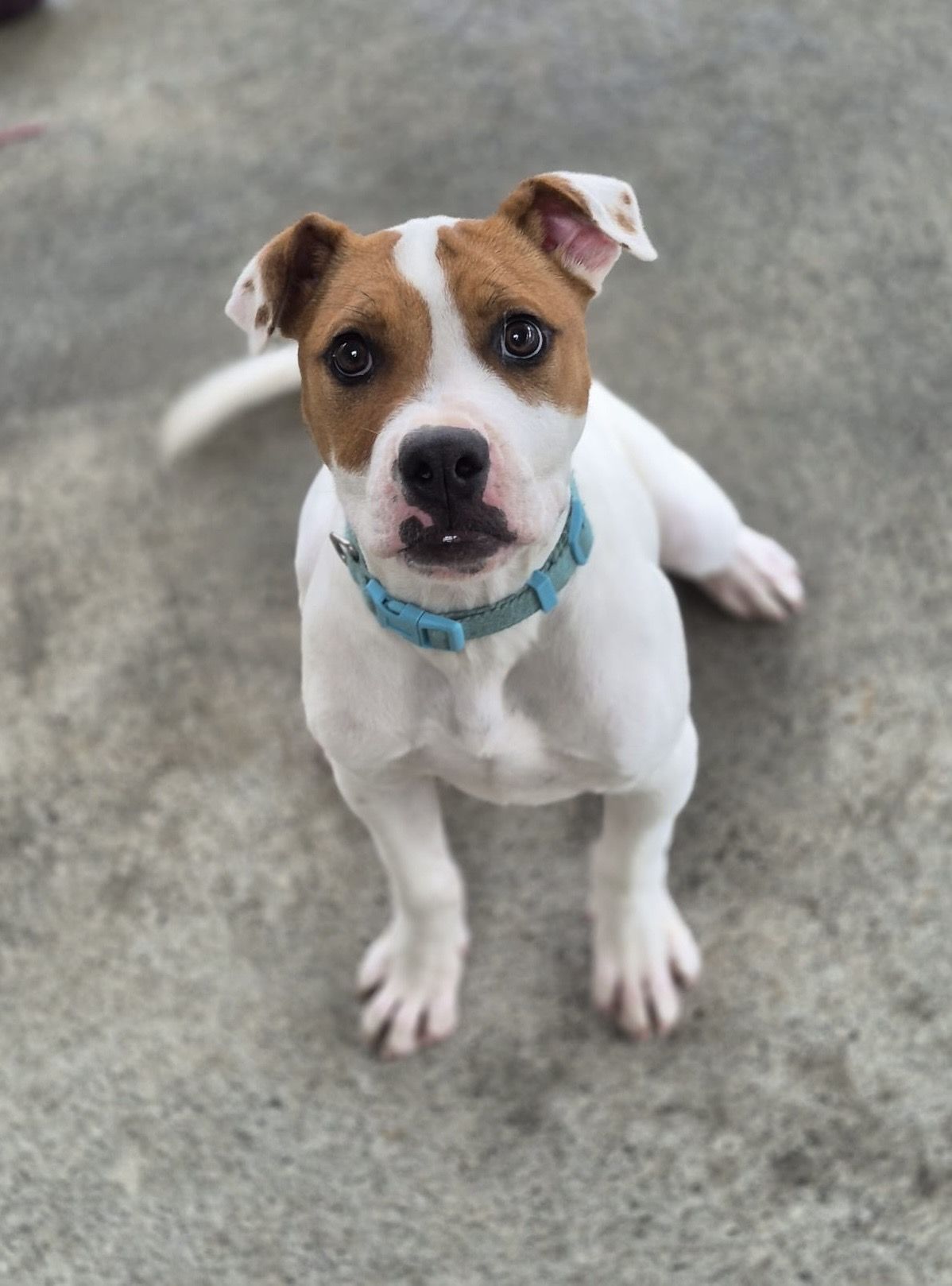 Gallery image: Barley