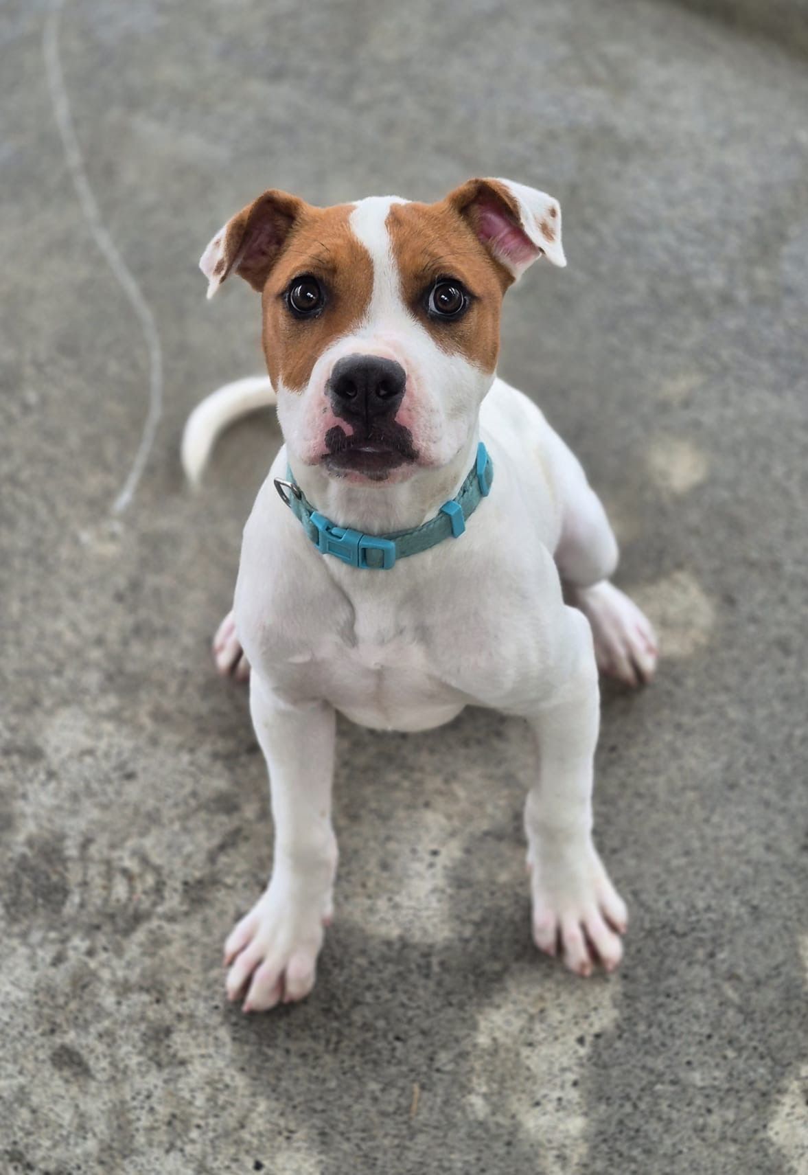 Gallery image: Barley