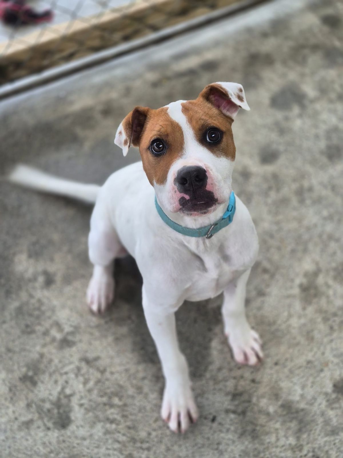 Gallery image: Barley