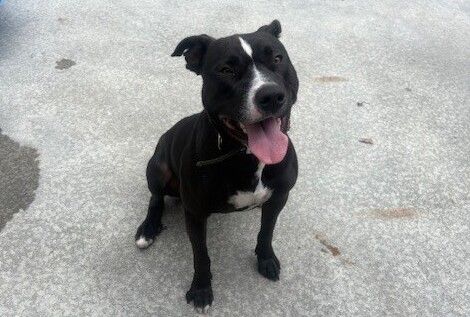 Gallery image: Boogie