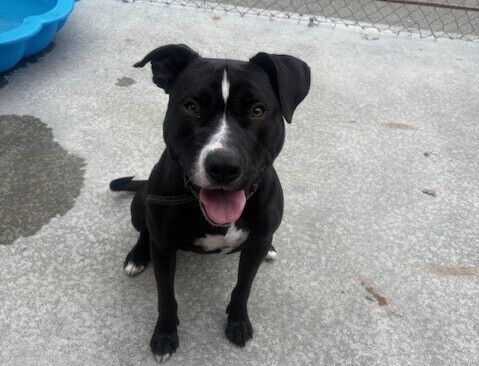 Gallery image: Boogie