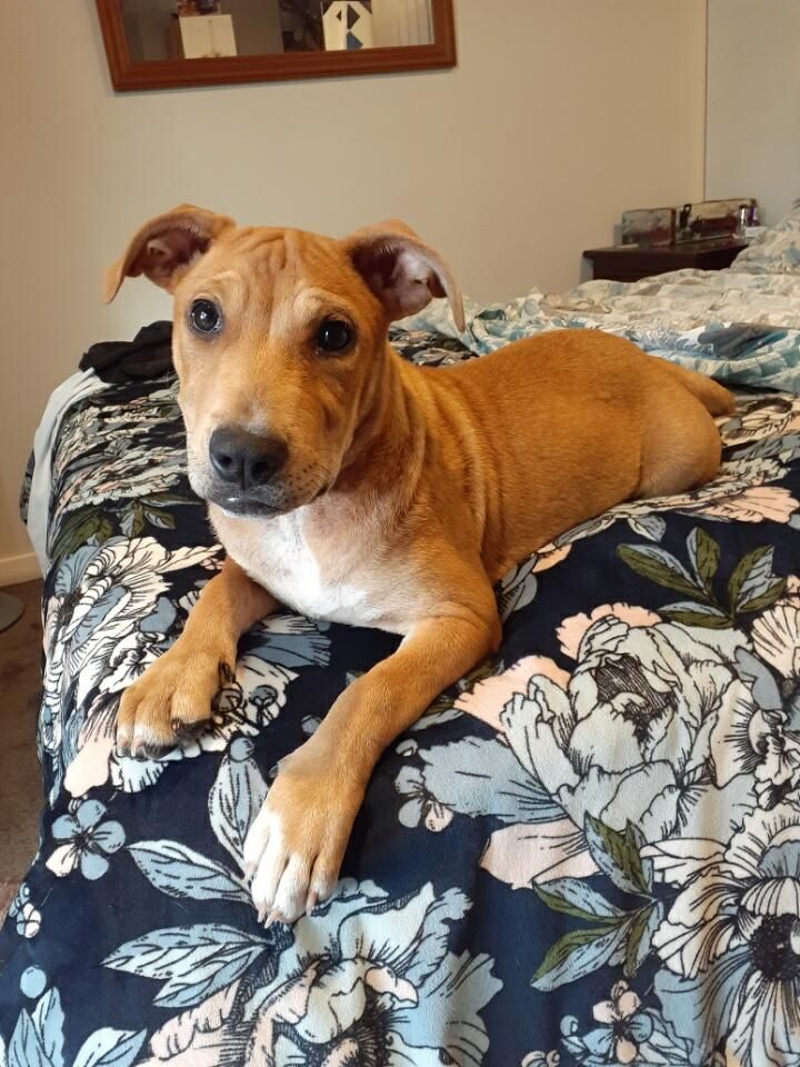 Gallery image: Honey