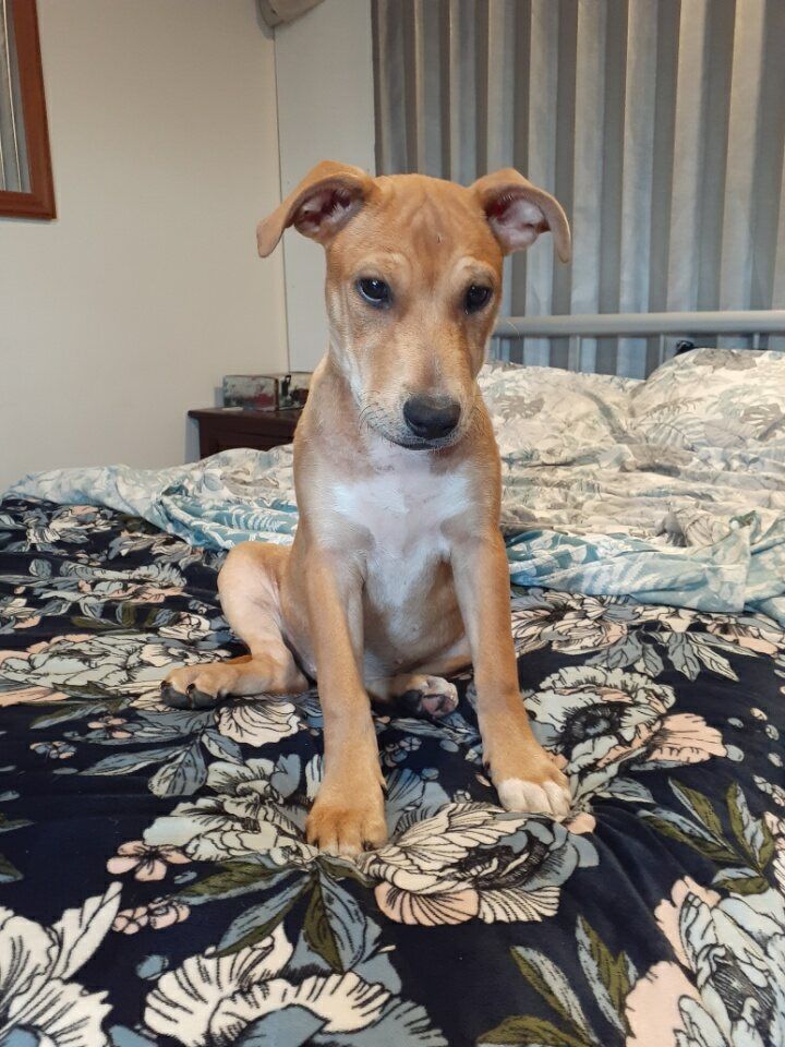 Gallery image: Honey