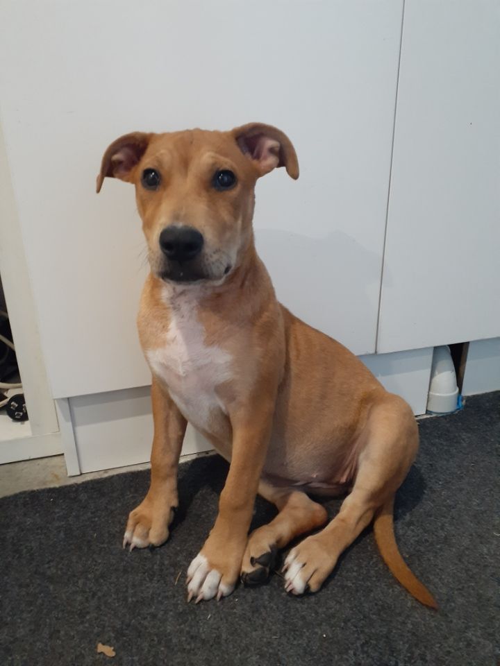 Gallery image: Honey