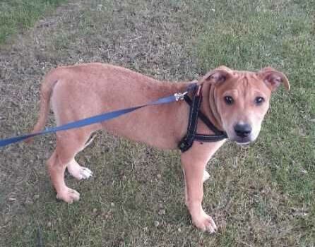 Gallery image: Honey