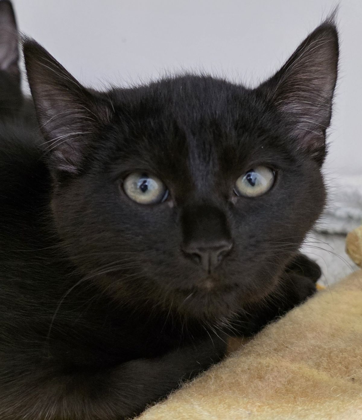 Gallery image: Clover