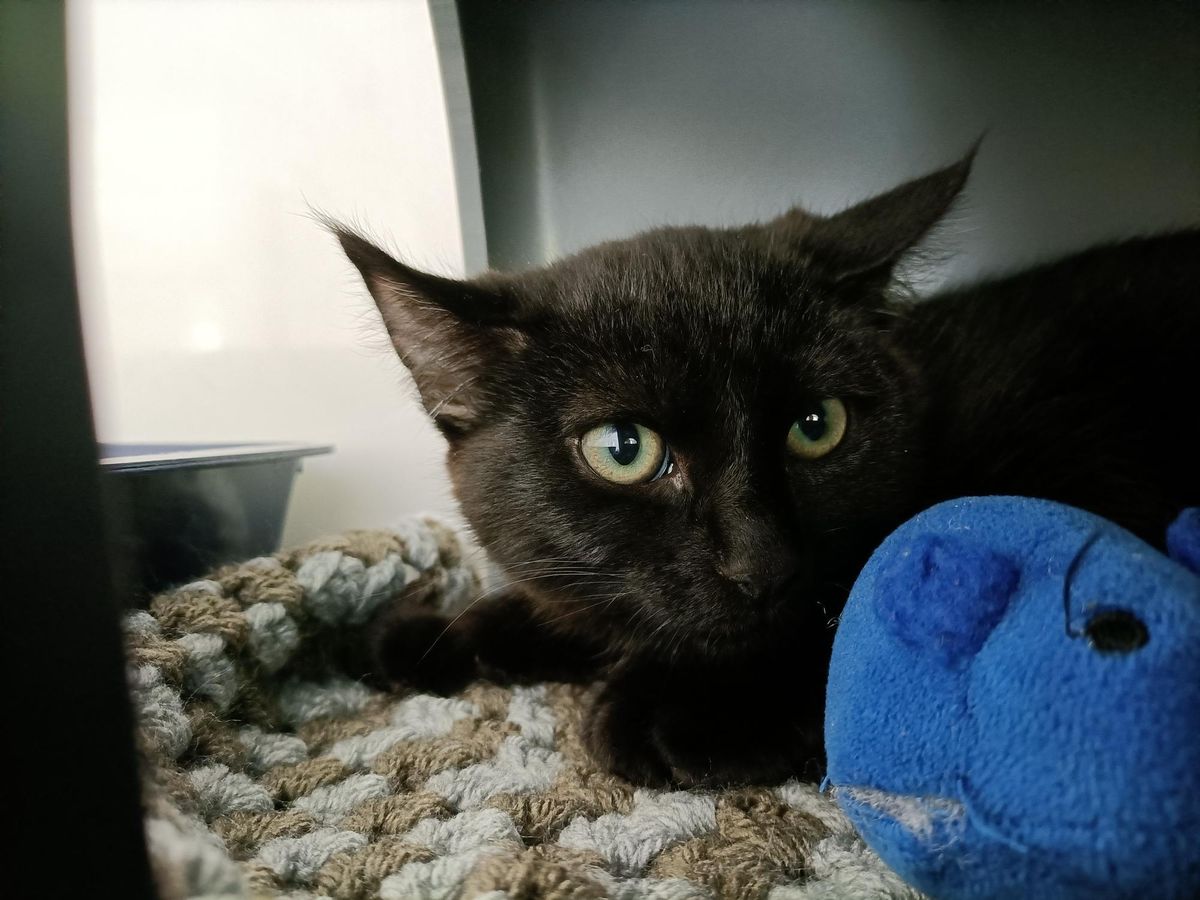 Gallery image: Clover