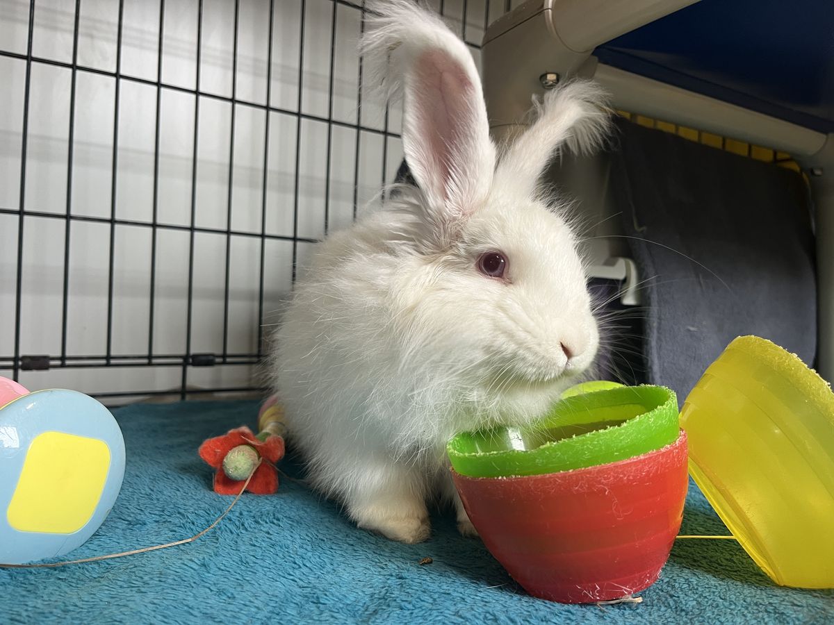 Gallery image: Macaroni