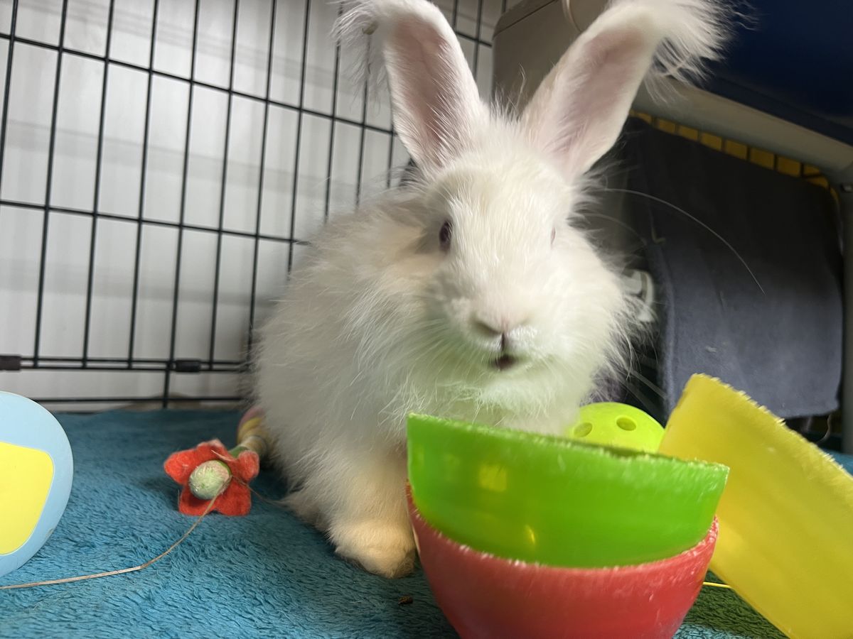 Gallery image: Macaroni