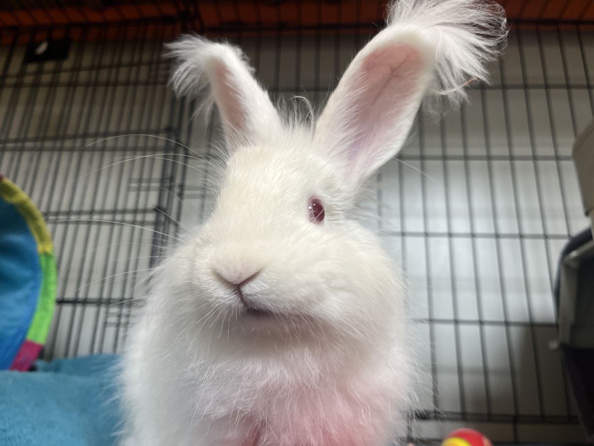 Gallery image: Macaroni