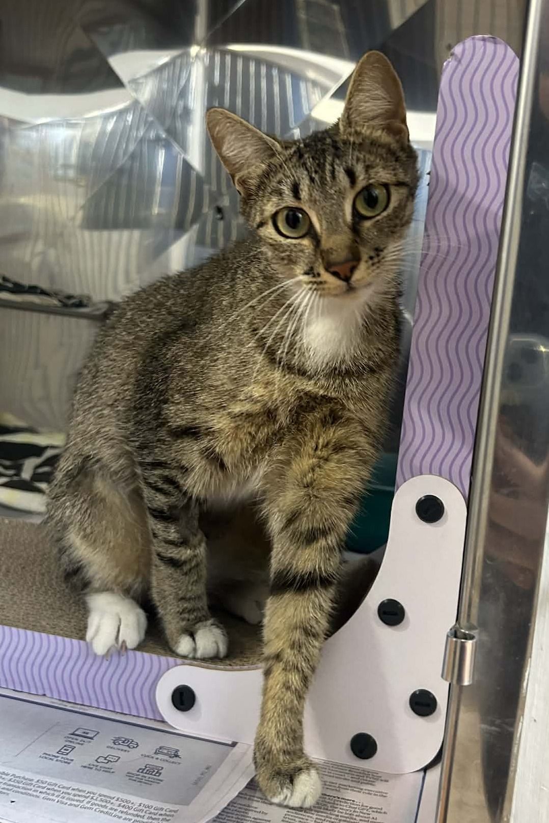 Gallery image: Twinkle Toes