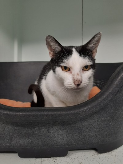 Frosty - Domestic Short Hair