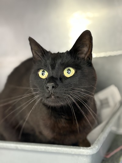 Perdie - Domestic Short Hair