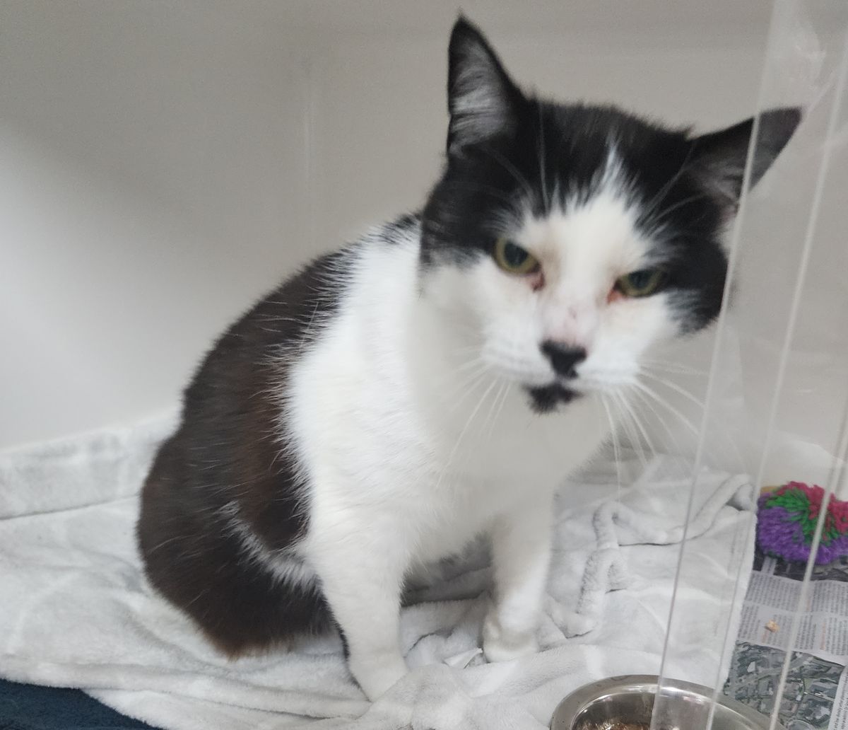 Gallery image: Celest