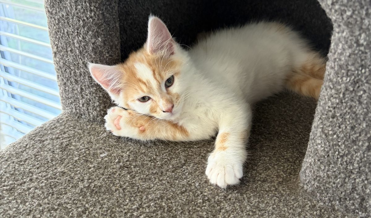 Gallery image: Pinto