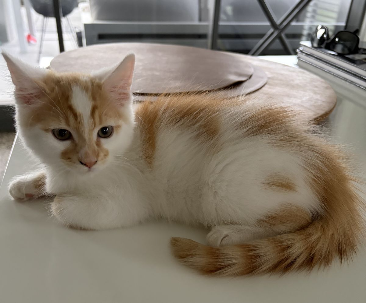 Gallery image: Pinto