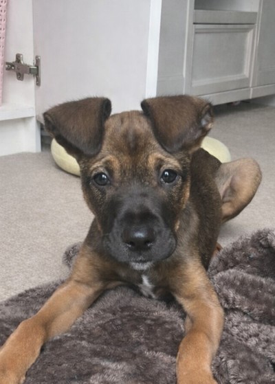 Pebbles - Medium Cross Breed