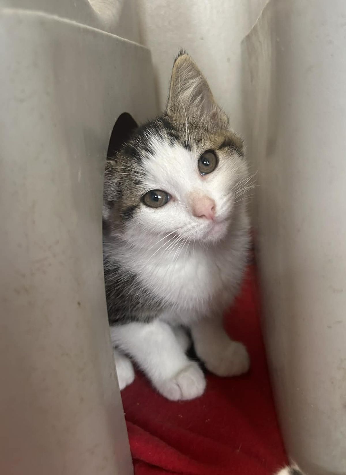 Gallery image: Charm