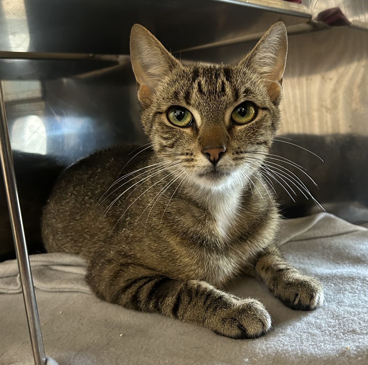 Gallery image: Apple