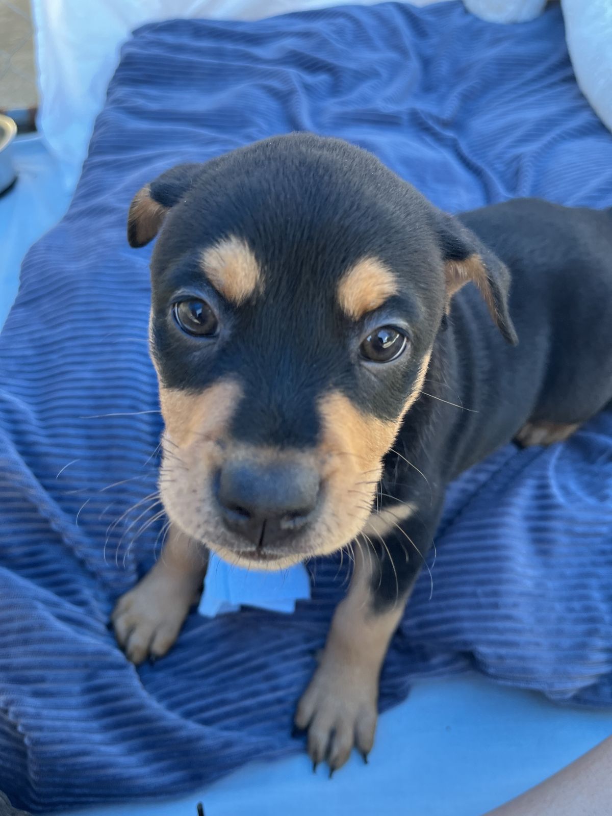 Gallery image:  aria 