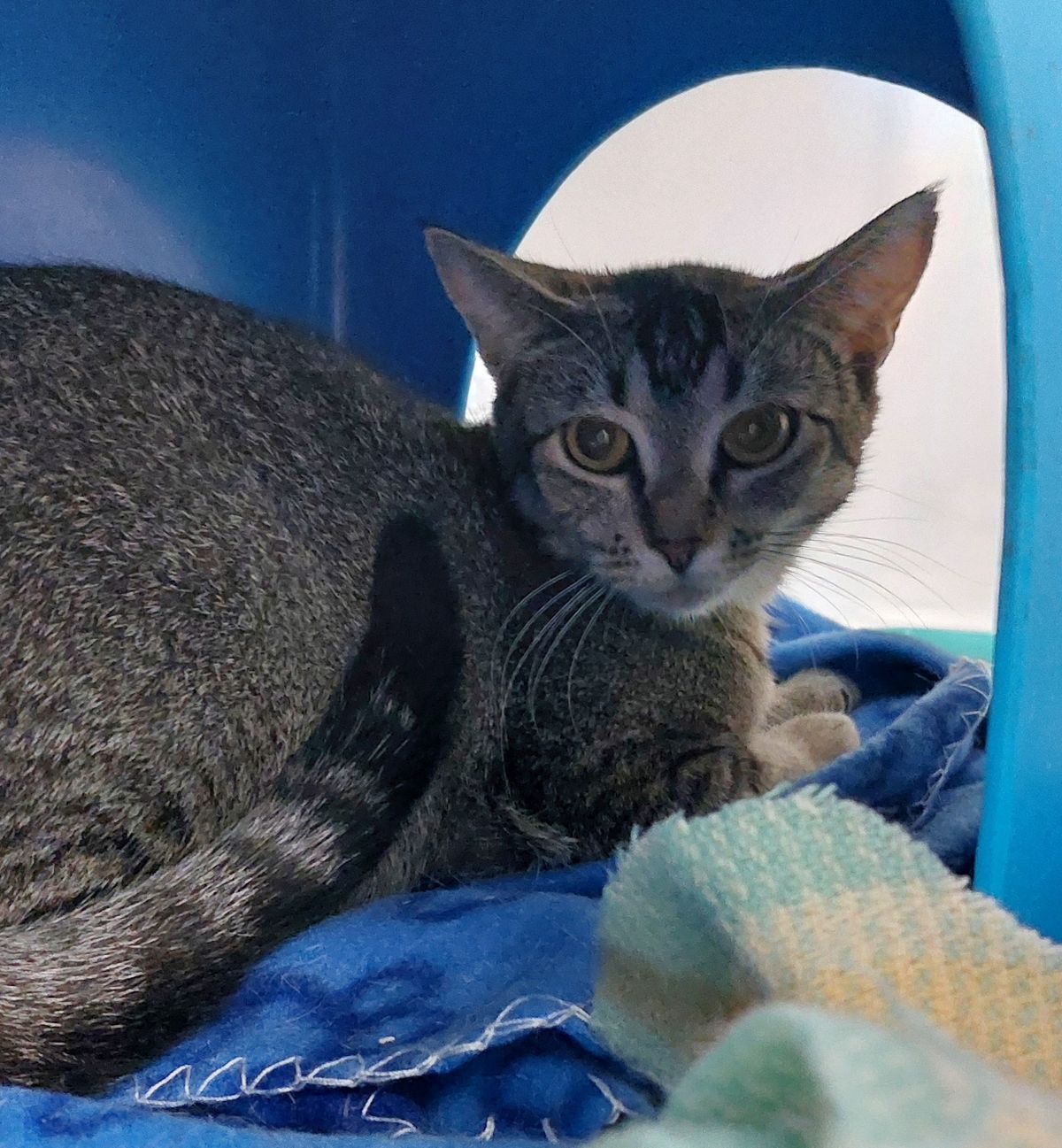 Gallery image: Marissa