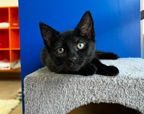 Gallery image: Diamond