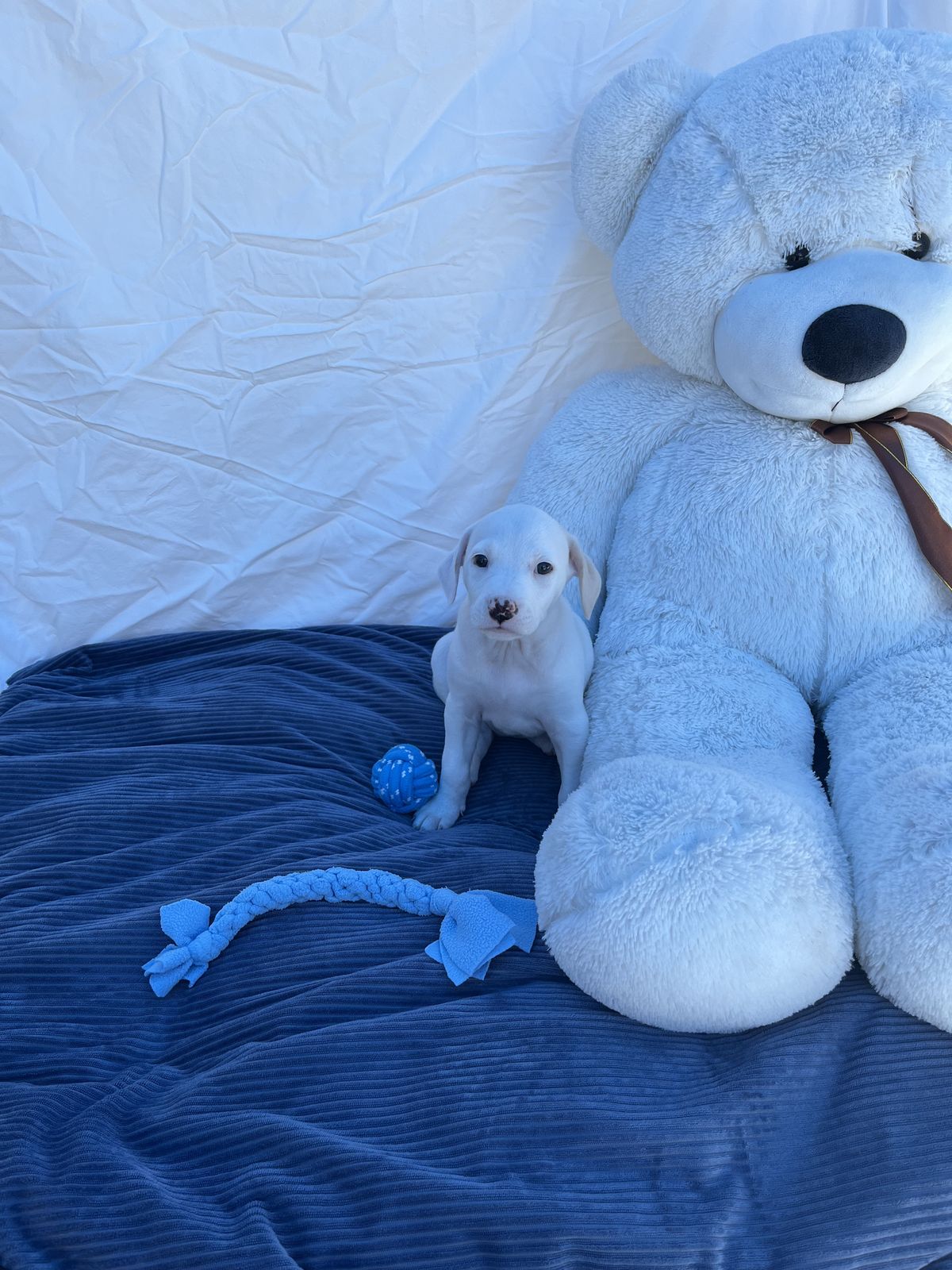 Gallery image: Aurora