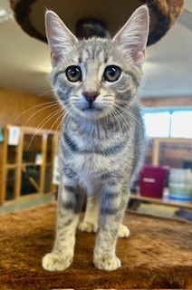 Lagertha - Domestic Short Hair