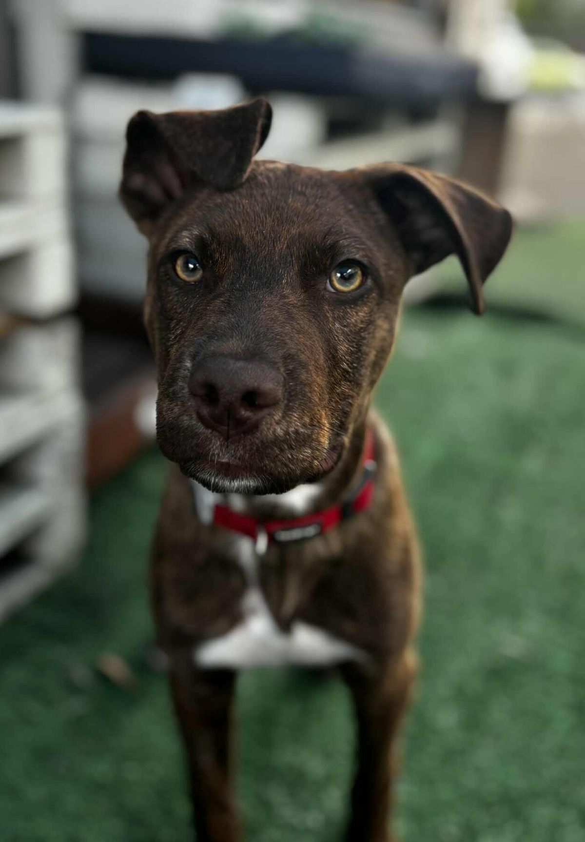 Gallery image: Ringo 