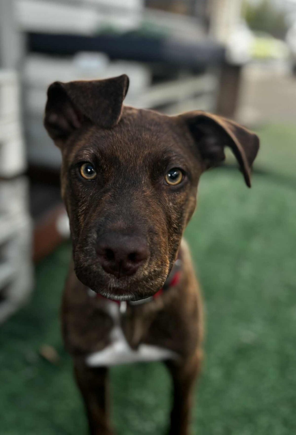 Gallery image: Ringo 