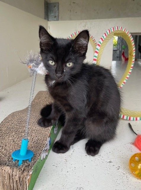 Gallery image: Liquorice